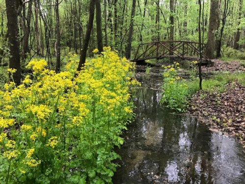 A serene forest scene with yellow flowers by a stream and a small bridge in the background, surrounded by lush greenery.