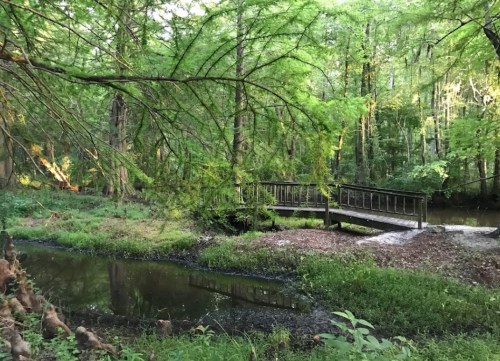 A wooden bridge spans a calm stream, surrounded by lush green trees and foliage in a serene forest setting.