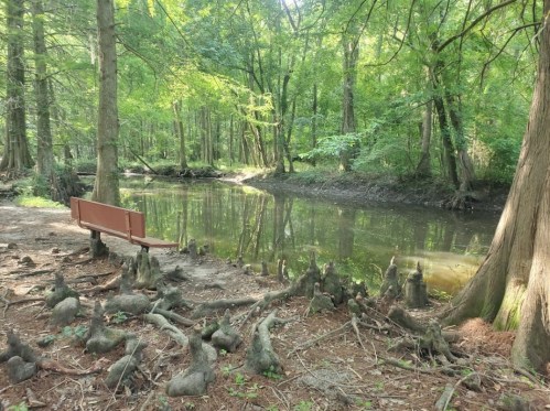 A serene forest scene with a bench by a calm river, surrounded by lush greenery and tree stumps.