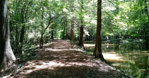 A serene forest path lined with trees, leading alongside a calm river under dappled sunlight.