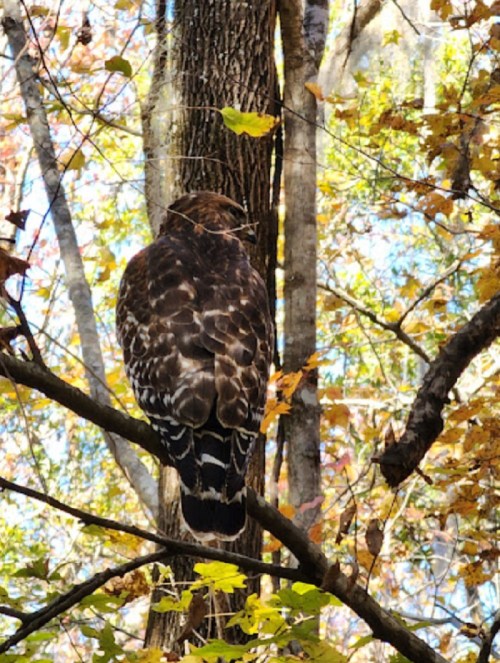 A hawk perched on a tree branch, surrounded by autumn leaves and a forest backdrop.