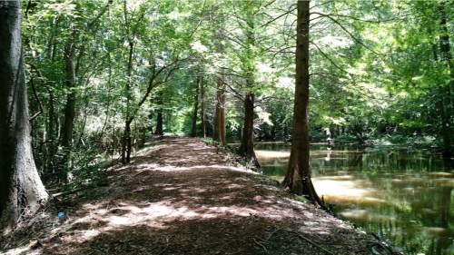 A serene forest path lined with trees beside a calm, reflective body of water. Sunlight filters through the leaves.