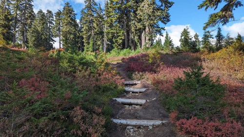 A scenic trail winding through vibrant foliage and tall trees under a clear blue sky.