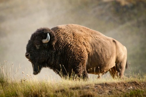 A bison stands in a grassy field, with a misty background, showcasing its thick fur and prominent horns.