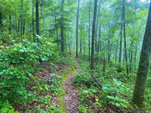 A winding dirt path through a lush, green forest with tall trees and dense foliage.