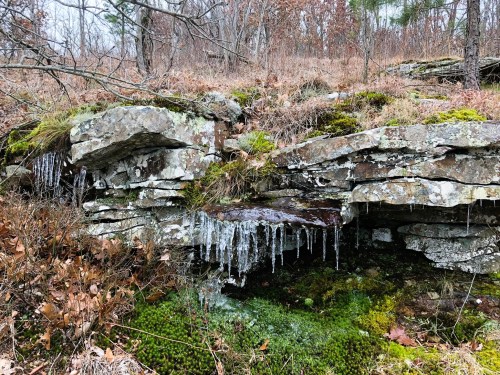 Icicles hang from rocky outcrops, surrounded by moss and dry leaves in a forested area.