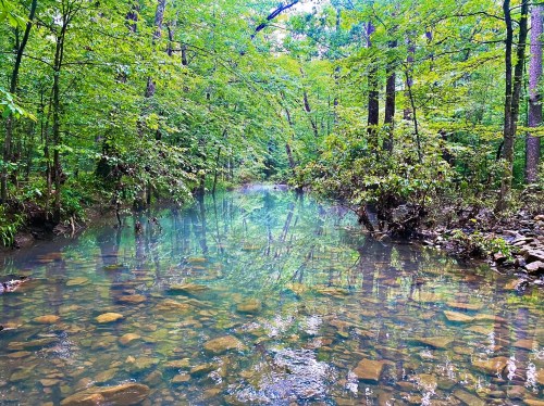 A serene forest scene featuring a clear, shallow stream surrounded by lush green trees and rocky riverbed.