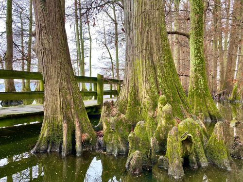 A serene wetland scene featuring moss-covered trees and cypress knees, with a wooden walkway in the background.