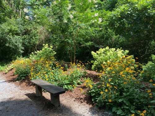 A wooden bench surrounded by vibrant yellow flowers and lush greenery in a peaceful garden setting.