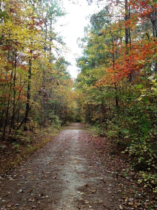 A serene forest path lined with trees displaying vibrant autumn foliage in shades of orange, red, and yellow.