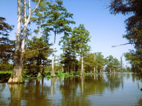 A serene swamp scene with tall trees reflecting in calm water under a clear blue sky. Lush greenery surrounds the area.