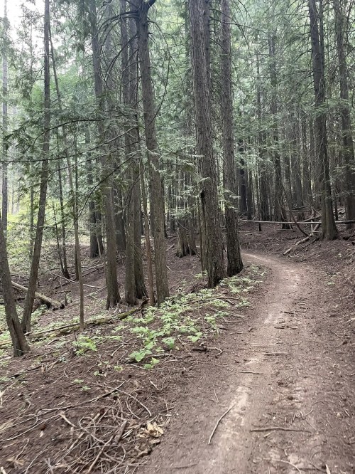 A winding dirt path through a dense forest of tall trees and underbrush.