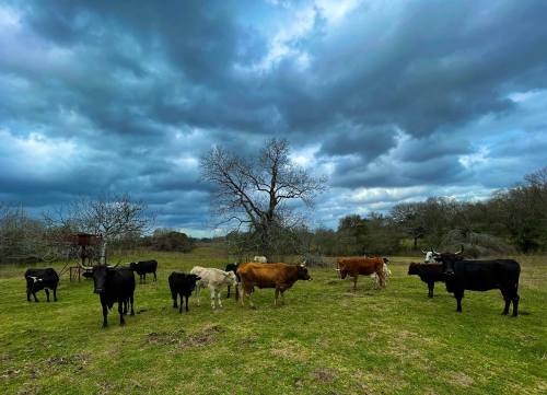 A group of cows of various colors stands in a grassy field under a cloudy sky with trees in the background.