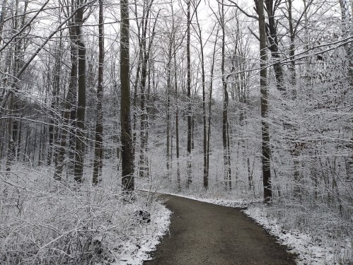 A snowy path winding through a forest of bare trees, creating a serene winter landscape.