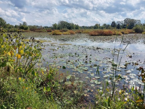 A serene wetland scene with lily pads, colorful foliage, and a cloudy sky reflecting on the water's surface.