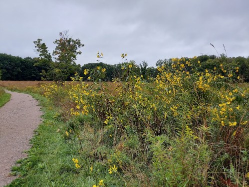 A winding path through a field of tall yellow flowers under a cloudy sky, surrounded by greenery and trees.