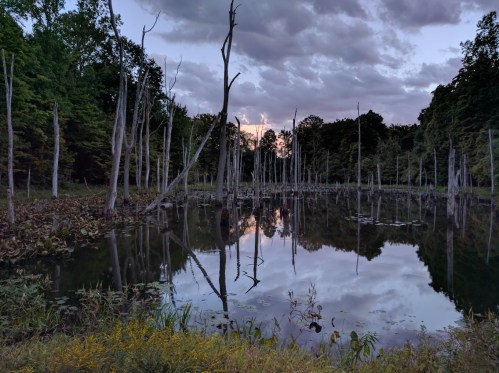 A serene pond surrounded by dead trees, reflecting the cloudy sky and lush greenery at dusk.