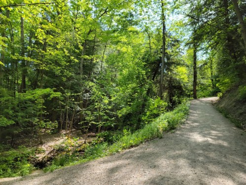 A sunny forest path surrounded by lush green trees and foliage, leading through a peaceful natural setting.