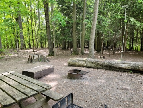 A serene forest campsite with a picnic table, fire pit, and fallen logs surrounded by tall trees and greenery.