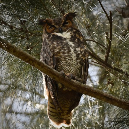 A great horned owl perched on a branch among pine needles, showcasing its distinctive feathers and intense gaze.