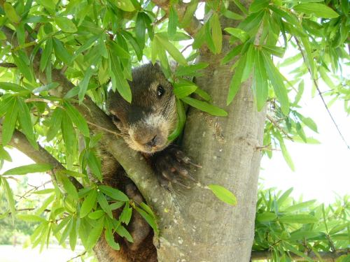 A close-up of a furry animal peeking out from a tree, surrounded by green leaves.