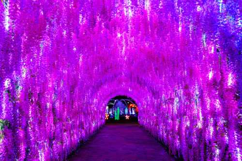 A vibrant tunnel of purple flowers illuminated by lights, creating a magical and enchanting atmosphere.