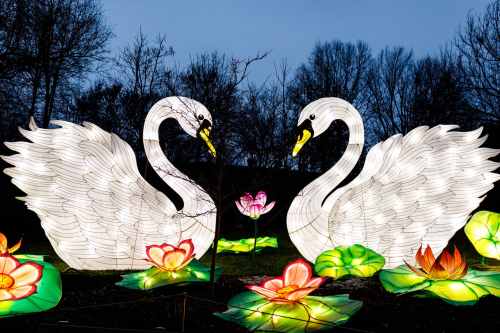 Two illuminated swan sculptures surrounded by colorful lotus flowers against a twilight sky.
