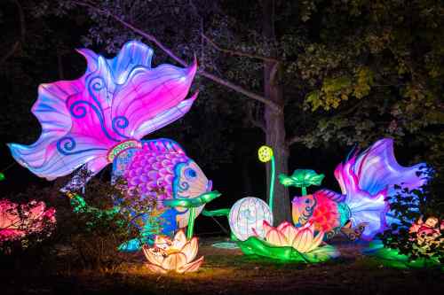 Colorful illuminated fish and flowers in a nighttime garden setting, creating a whimsical and vibrant atmosphere.