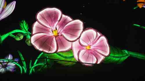 Brightly lit pink flowers with yellow centers against a dark background, surrounded by green leaves.