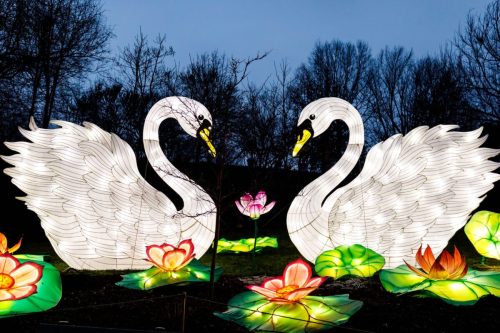 Two illuminated swan sculptures surrounded by colorful lotus flowers against a twilight sky.