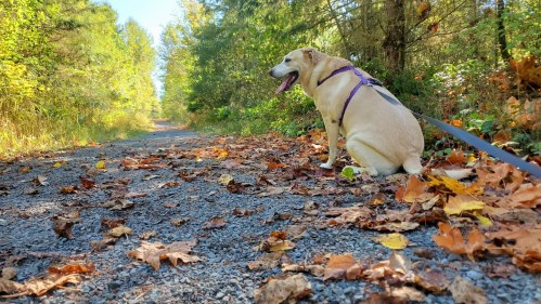 A light-colored dog sits on a gravel path covered in autumn leaves, surrounded by trees and sunlight.