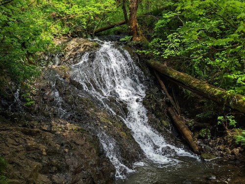 A serene waterfall cascades over rocks, surrounded by lush green foliage and fallen trees in a tranquil forest setting.