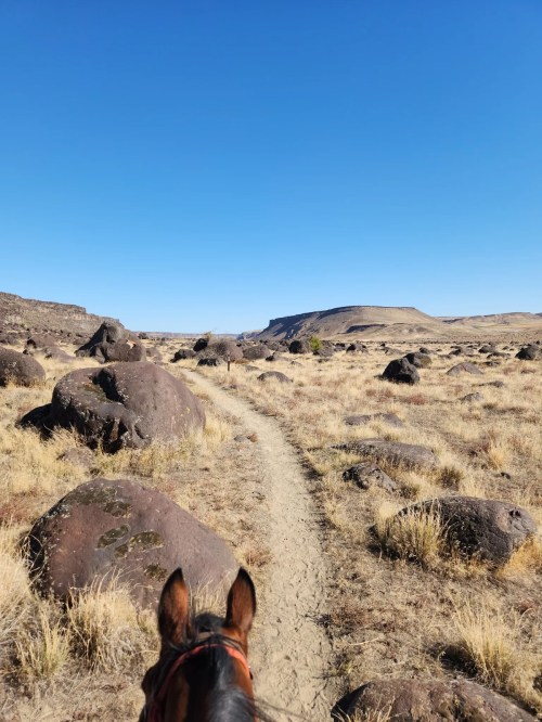 A horse's view along a dirt path surrounded by large rocks and dry grass under a clear blue sky.