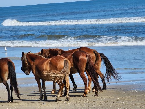 A group of horses walking along a sandy beach with waves in the background.