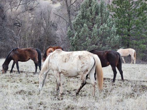 A group of horses grazing in a grassy field surrounded by trees. Some horses are brown, one is white and muddy.