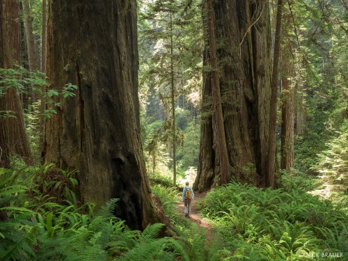 A hiker walks along a trail surrounded by towering redwood trees and lush green ferns in a serene forest.