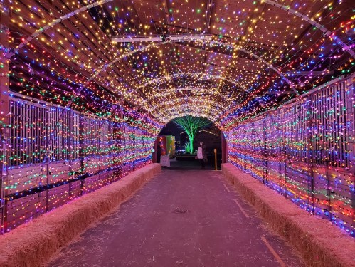A colorful tunnel of lights with hay bales lining the path, creating a festive atmosphere.