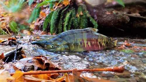 A fish swimming in a shallow stream surrounded by fallen leaves and ferns.