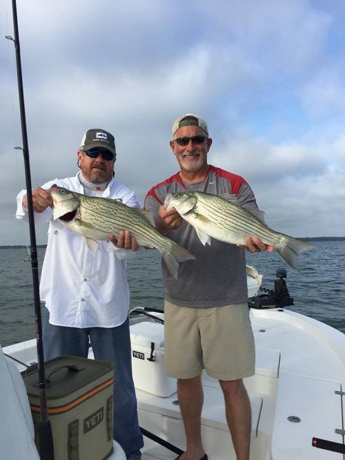 Two men on a boat proudly hold up large striped bass fish, with fishing rods and a cooler visible in the background.