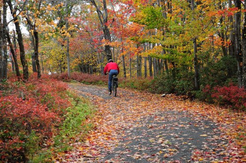 A person rides a bicycle along a winding path surrounded by vibrant autumn foliage and fallen leaves.