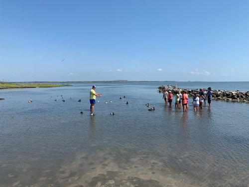 A group of people wading in shallow water, feeding ducks near a rocky shoreline under a clear blue sky.