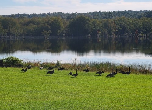 A group of geese stands on a grassy shore by a calm lake, surrounded by trees and reflecting water.