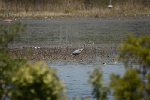 A heron stands in shallow water surrounded by greenery and marshland.