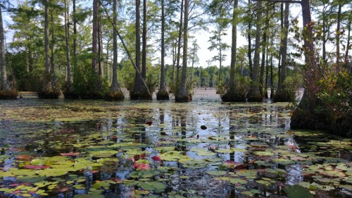 A serene swamp scene with cypress trees and lily pads floating on the water's surface under a clear blue sky.