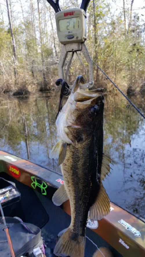 A large bass fish hanging from a scale, showing a weight of 2.11 pounds, with a scenic water background.