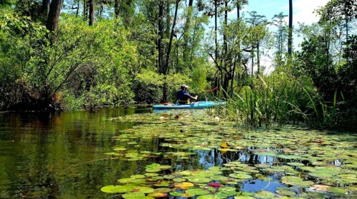 A person kayaking through a lush, green swamp filled with lily pads and surrounded by trees.