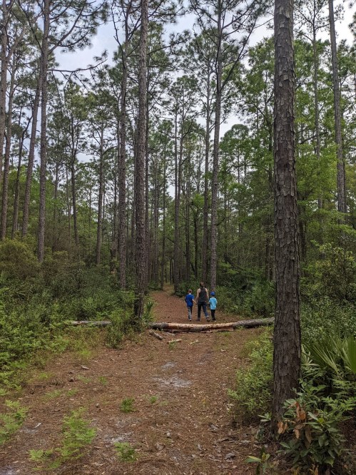 Three people walking along a forest path surrounded by tall pine trees and lush greenery.