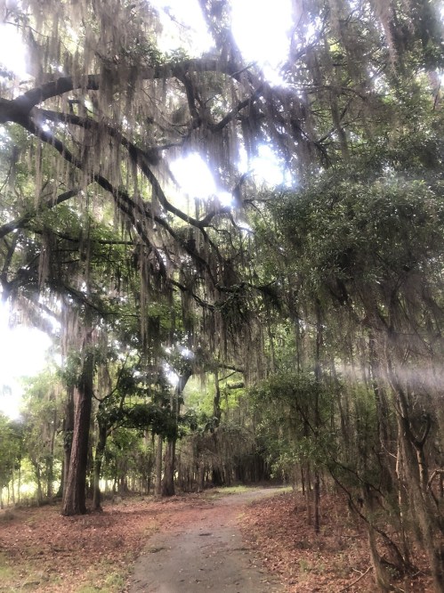 A serene forest path lined with trees draped in Spanish moss, creating a tranquil, shaded atmosphere.