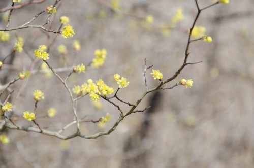 A close-up of a branch with small yellow flowers against a blurred background.