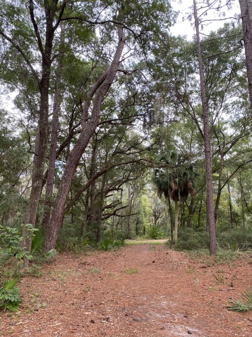 A serene forest path surrounded by tall trees and lush greenery, with a soft dirt trail leading into the woods.